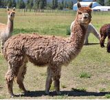 alpaca for sale