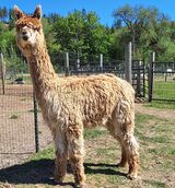 alpaca for sale