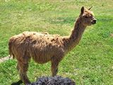 alpaca for sale