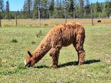 alpaca for sale