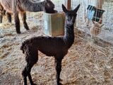 alpaca for sale