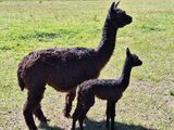 alpaca for sale