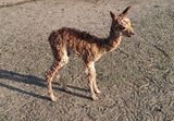 alpaca for sale