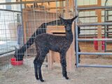 alpaca for sale