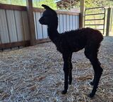 alpaca for sale