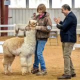 alpaca for sale