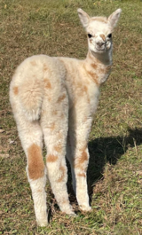 alpaca for sale