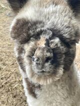 alpaca for sale