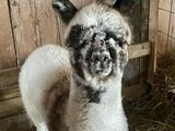 alpaca for sale