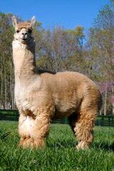 alpaca for sale