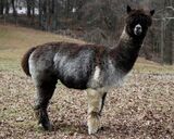 alpaca for sale