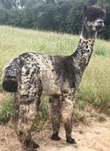 alpaca for sale