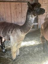 alpaca for sale