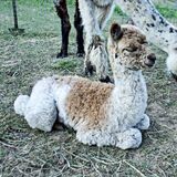 alpaca for sale