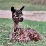 alpaca for sale