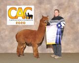 alpaca for sale