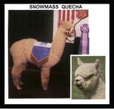 alpaca for sale