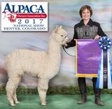 alpaca for sale