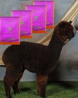 alpaca for sale