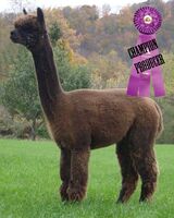 alpaca for sale