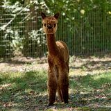 alpaca for sale