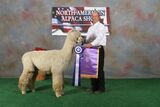 alpaca for sale