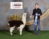 alpaca for sale