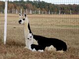 alpaca for sale