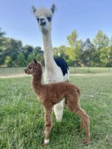 alpaca for sale