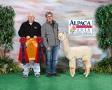 alpaca for sale