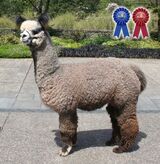 alpaca for sale