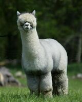 alpaca for sale