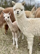 alpaca for sale