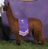 alpaca for sale