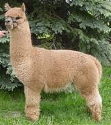 alpaca for sale