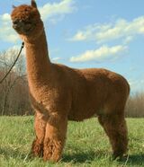 alpaca for sale