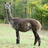 alpaca for sale