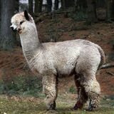 alpaca for sale