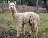 alpaca for sale