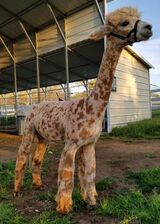 alpaca for sale