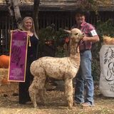 alpaca for sale