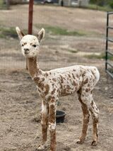 alpaca for sale