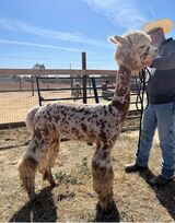 alpaca for sale