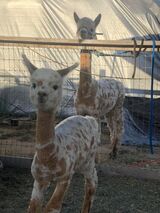 alpaca for sale