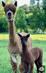 Festa with her cria, Revelry