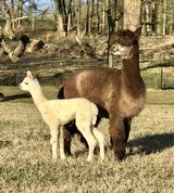 Aiko with her cria, Loosahatchie Rage