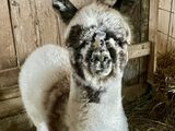 alpaca for sale