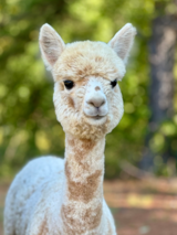 alpaca for sale