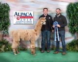 alpaca for sale