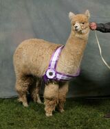 alpaca for sale